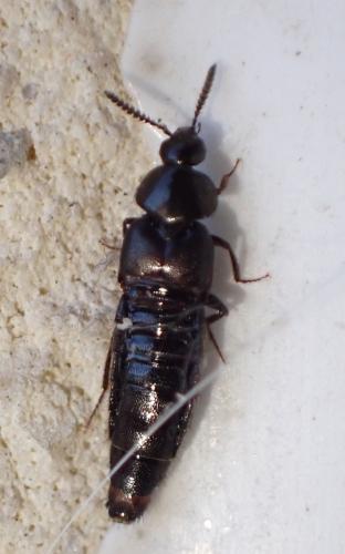 Aleochara sp.